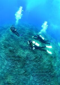 Three scuba divers swim above a dense seagrass bed in clear blue water.